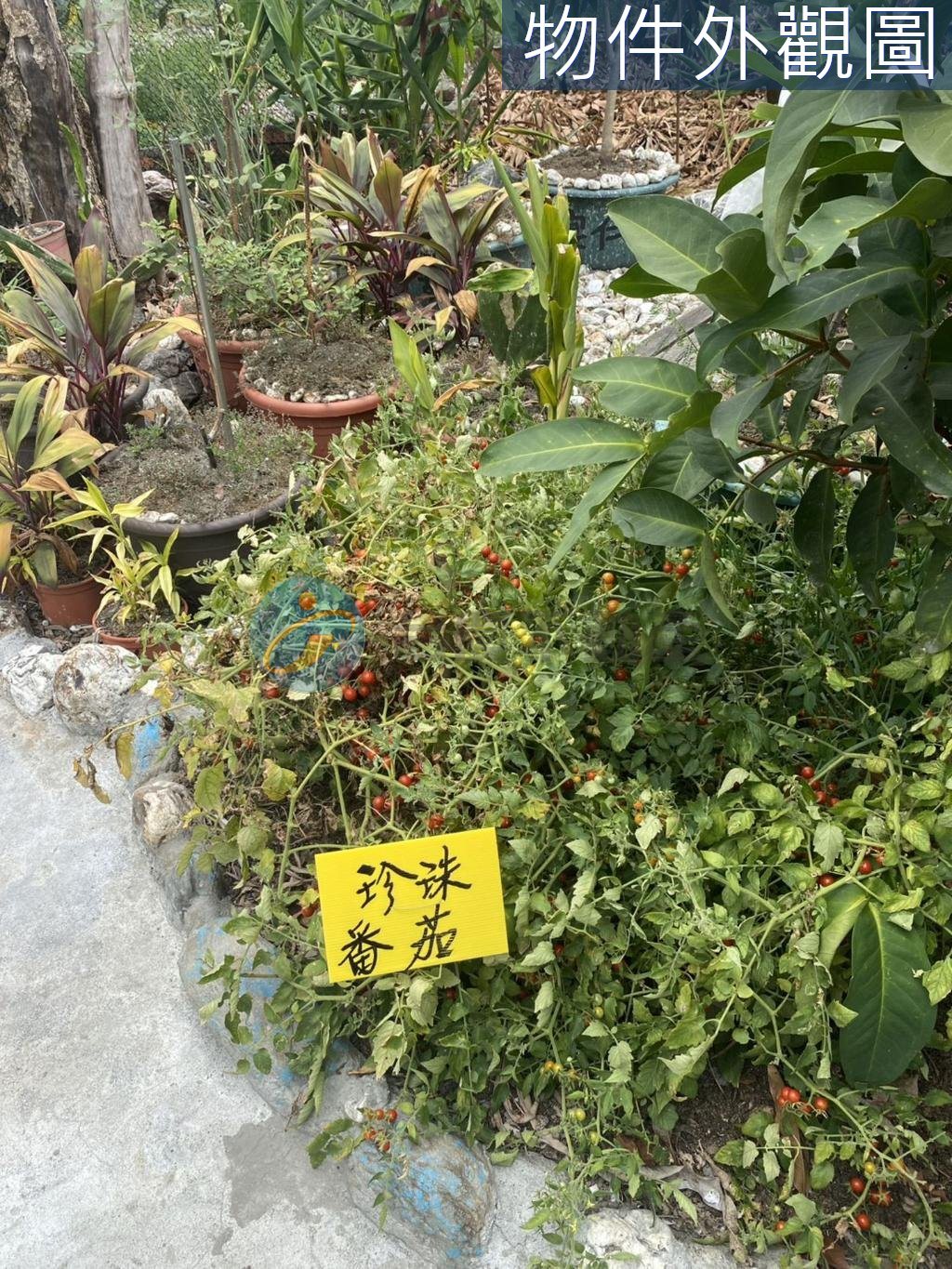 內埔有分管協議農地/有自來水/有電｜物件照片6