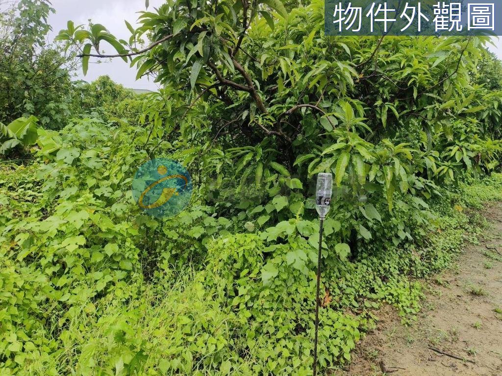 阿蓮優質地段投資置產首選農地｜物件照片4