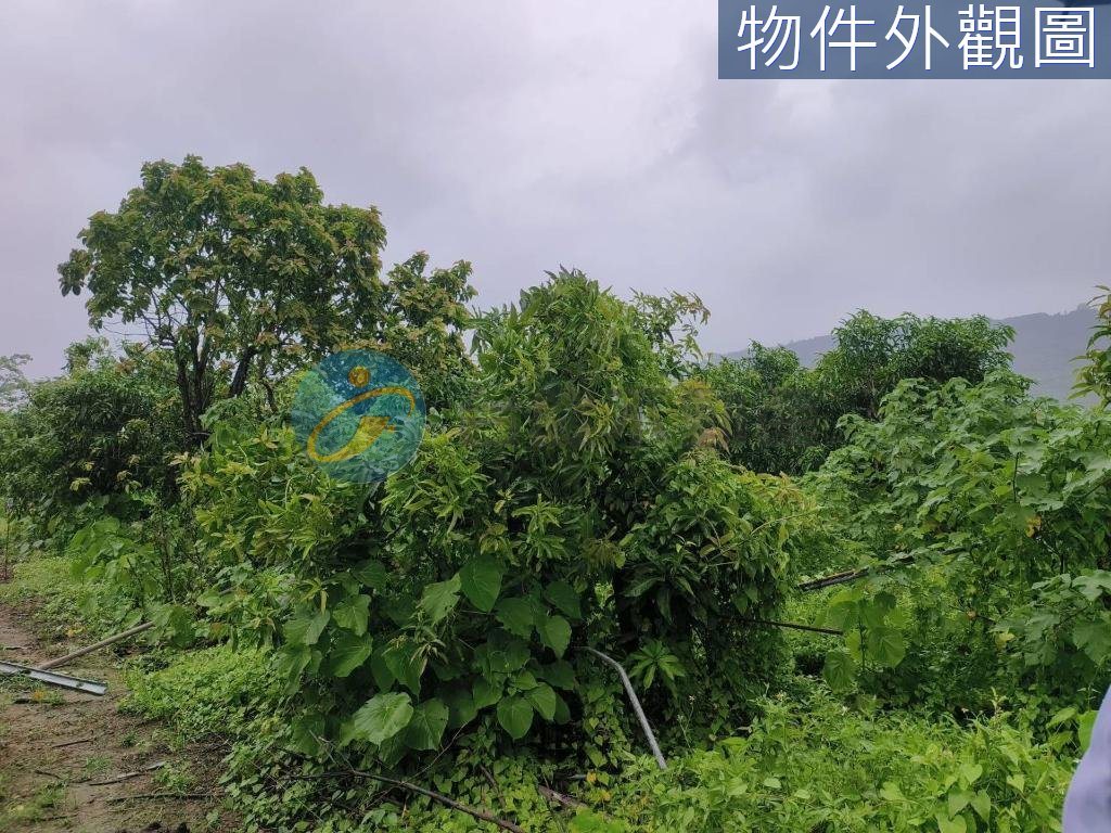阿蓮優質地段投資置產首選農地｜物件照片5