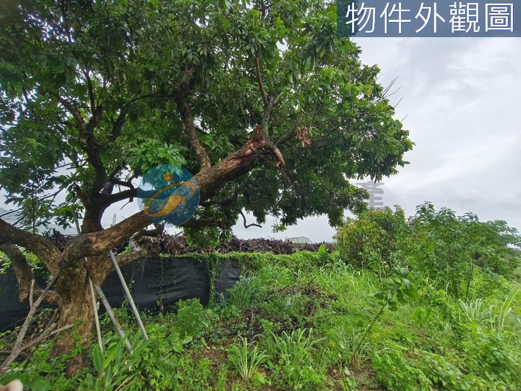 阿蓮優質地段投資置產首選農地｜物件照片6